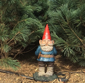 Gus, the CHREF Gnome